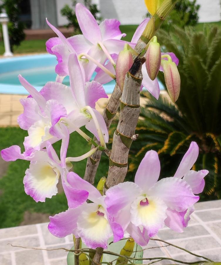 Quinta Do Lapa II Lägenhet Florianópolis Exteriör bild